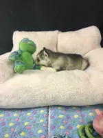 Julie 01, a female Siberian Husky for sale in Prairie du Rocher, IL – 4 of 4