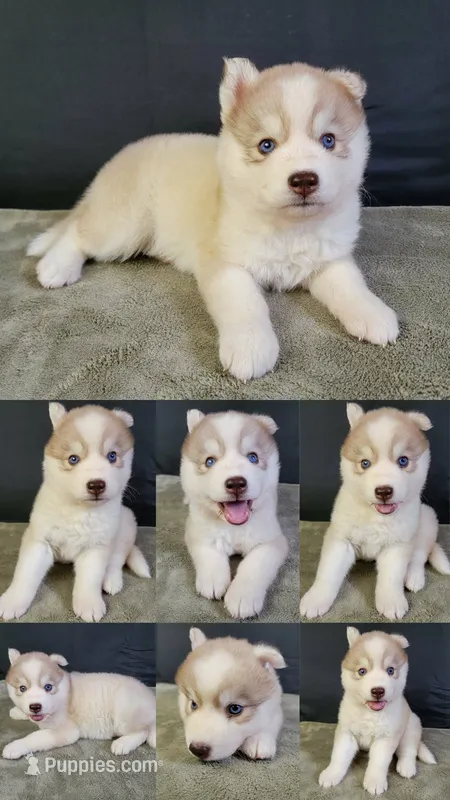 Julie 02 – Siberian Husky puppy for sale in Prairie du Rocher, IL