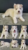 Julie's Girl#2, a female Siberian Husky for sale in Prairie du Rocher, IL – 1 of 1