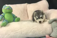 Julie 03, a female Siberian Husky for sale in Prairie du Rocher, IL – 4 of 6