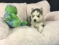 Julie 01, a female Siberian Husky for sale in Prairie du Rocher, IL – 2 of 4