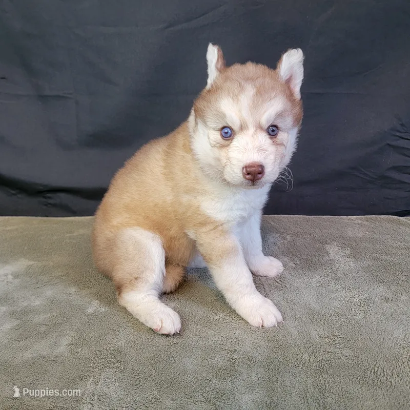 Julie's Boy #1 – Siberian Husky puppy for sale in Prairie du Rocher, IL