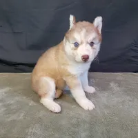 Julie's Boy #1, a male Siberian Husky for sale in Prairie du Rocher, IL – 1 of 9