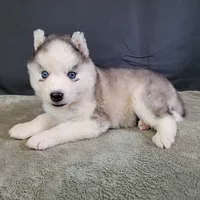 Julie’s Boy#2, a male Siberian Husky for sale in Prairie du Rocher, IL – 6 of 9