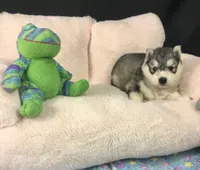 Julie 03, a female Siberian Husky for sale in Prairie du Rocher, IL – 5 of 6