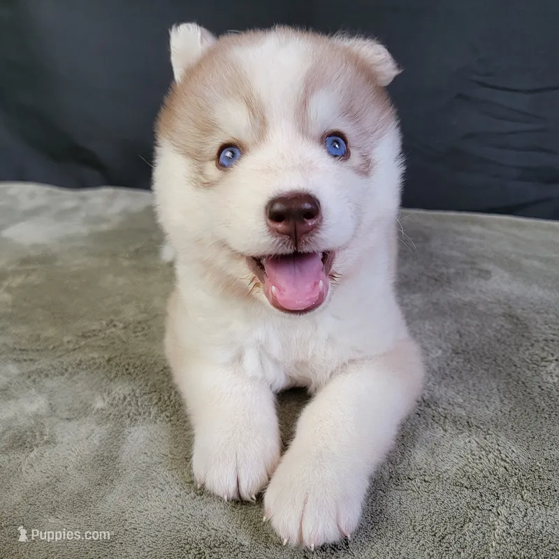 Julie's Girl#2 – Siberian Husky puppy for sale in Prairie du Rocher, IL