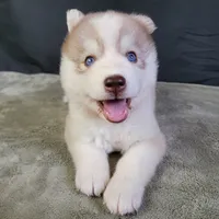 Julie's Girl#2, a female Siberian Husky for sale in Prairie du Rocher, IL – 1 of 7