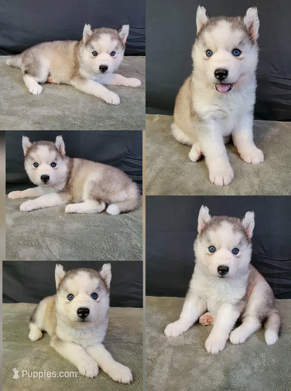 Julie 01 – Siberian Husky puppy for sale in Prairie du Rocher, IL