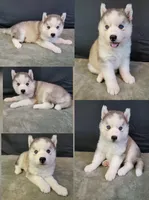 Julie's Girl#1, a female Siberian Husky for sale in Prairie du Rocher, IL – 1 of 1