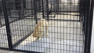 Julie's Boy #1, a male Siberian Husky for sale in Prairie du Rocher, IL – 9 of 10