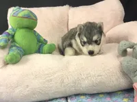 Julie 03, a female Siberian Husky for sale in Prairie du Rocher, IL – 6 of 6
