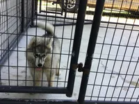 Julie 01, a female Siberian Husky for sale in Prairie du Rocher, IL – 3 of 4