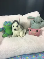 Julie 02, a male Siberian Husky for sale in Prairie du Rocher, IL – 2 of 6