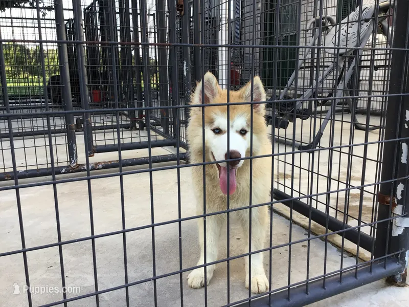 Julie's Boy #1 – Siberian Husky puppy for sale in Prairie du Rocher, IL