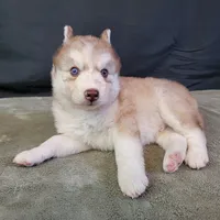 Julie's Boy #1, a male Siberian Husky for sale in Prairie du Rocher, IL – 5 of 9