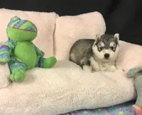 Julie 03, a female Siberian Husky for sale in Prairie du Rocher, IL – 2 of 6