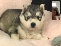 Julie 01, a female Siberian Husky for sale in Prairie du Rocher, IL – 4 of 4