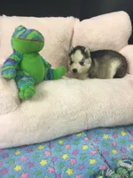 Julie 02, a male Siberian Husky for sale in Prairie du Rocher, IL – 6 of 6