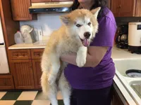 Julie's Boy #1, a male Siberian Husky for sale in Prairie du Rocher, IL – 7 of 10
