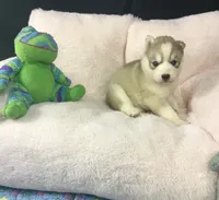 Julie 02, a female Siberian Husky for sale in Prairie du Rocher, IL – 2 of 5