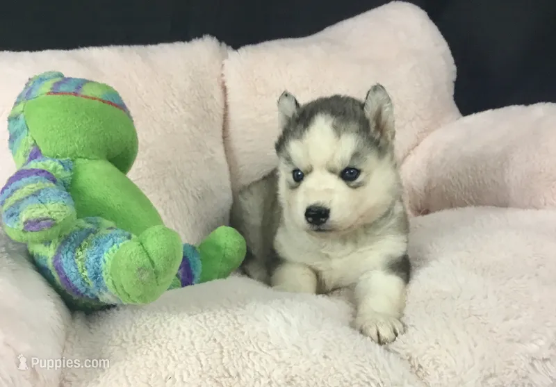 Julie 01 – Siberian Husky puppy for sale in Prairie du Rocher, IL