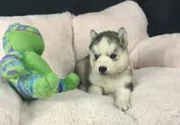 Julie 01, a female Siberian Husky for sale in Prairie du Rocher, IL – 1 of 4