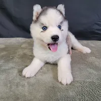 Julie’s Boy#2, a male Siberian Husky for sale in Prairie du Rocher, IL – 8 of 9
