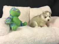 Julie 02, a female Siberian Husky for sale in Prairie du Rocher, IL – 4 of 5