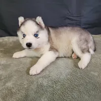 Julie’s Boy#2, a male Siberian Husky for sale in Prairie du Rocher, IL – 3 of 9