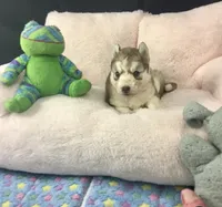 Julie 01, a male Siberian Husky for sale in Prairie du Rocher, IL – 3 of 6