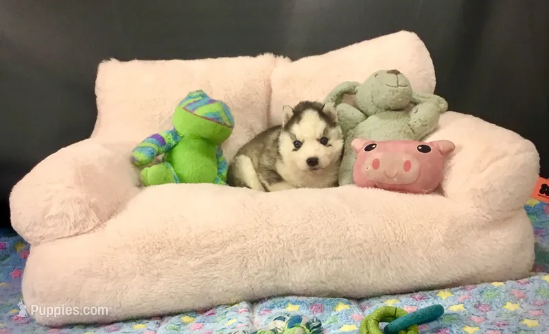Julie 02 – Siberian Husky puppy for sale in Prairie du Rocher, IL