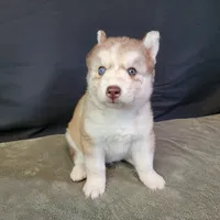 Julie's Boy #1, a male Siberian Husky for sale in Prairie du Rocher, IL – 8 of 9