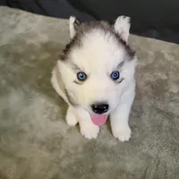 Julie’s Boy#2, a male Siberian Husky for sale in Prairie du Rocher, IL – 9 of 9