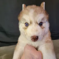 Julie's Boy #1, a male Siberian Husky for sale in Prairie du Rocher, IL – 9 of 9