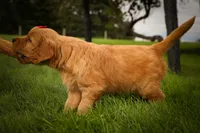 Hunter💙, a male Golden Retriever for sale in Baltic, OH – 4 of 10