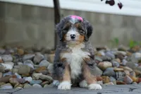 🐾 Primrose 🐾, a female Miniature Bernedoodle for sale in Baltic, OH – 9 of 10