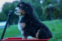 Yandel 🦴, a male Miniature Bernedoodle for sale in Baltic, OH – 7 of 10