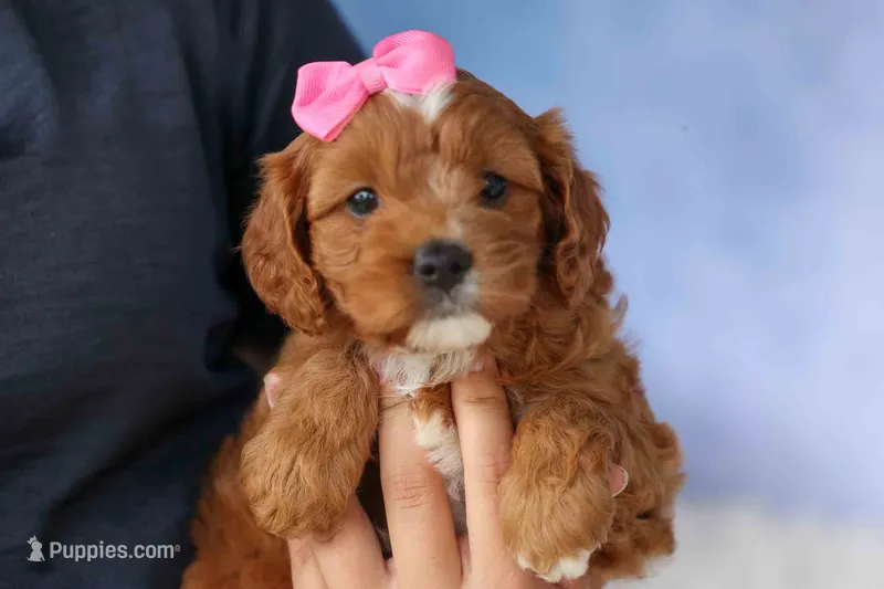Mia Rose🎀 – Cavapoo puppy for sale in Baltic, OH