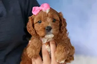 Mia Rose🎀, a female Cavapoo for sale in Baltic, OH – 1 of 10