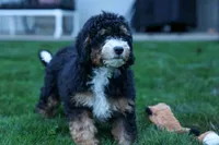 Yandel 🦴, a male Miniature Bernedoodle for sale in Baltic, OH – 4 of 10