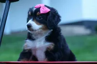 Yancy ❤️, a female Miniature Bernedoodle for sale in Baltic, OH – 7 of 9