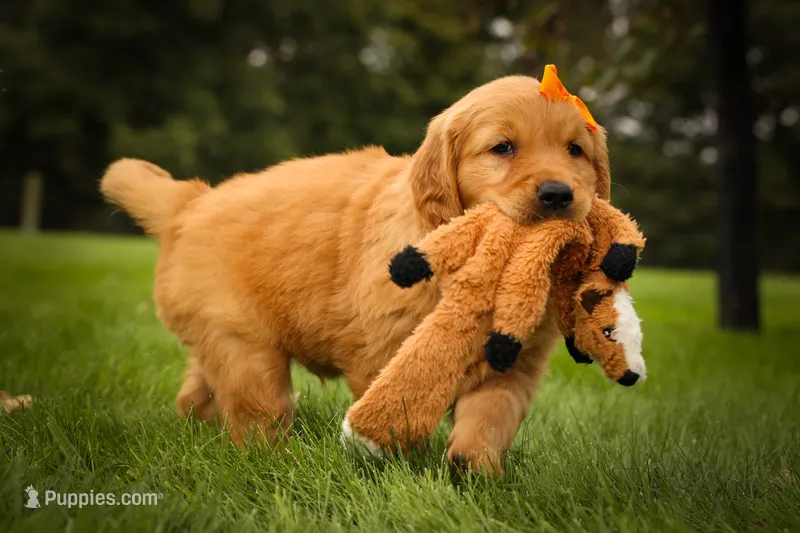 Ryder🦴 – Golden Retriever puppy for sale in Baltic, OH