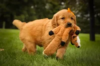 Ryder🦴, a male Golden Retriever for sale in Baltic, OH – 1 of 10
