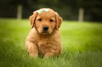 Gunner🐾, a male Golden Retriever for sale in Baltic, OH – 2 of 10