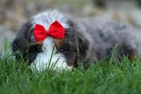 🐾 Meet Pilot 🐾, a male Miniature Bernedoodle for sale in Baltic, OH – 2 of 9