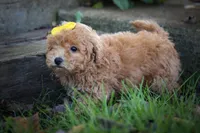 Nella🌸, a female Bichpoo for sale in Baltic, OH – 3 of 10
