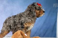 Leo 🐾, a female Cavapoo for sale in Baltic, OH – 8 of 10