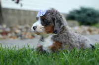 🐾 Paisley 🐾, a female Miniature Bernedoodle for sale in Baltic, OH – 6 of 8