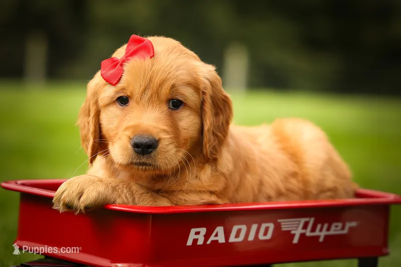Hunter💙 – Golden Retriever puppy for sale in Baltic, OH