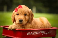 Hunter💙, a male Golden Retriever for sale in Baltic, OH – 1 of 10